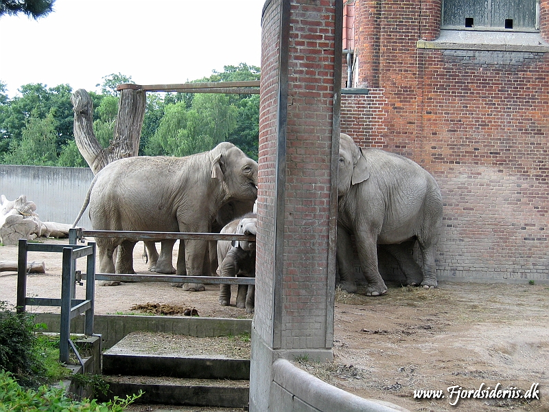 KBH zoo 190703 438.JPG